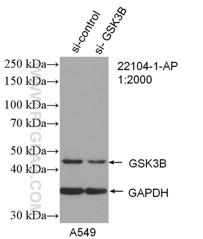 GSK3B Antibody in Western Blot (WB)