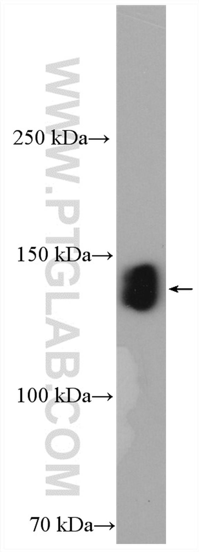 ZO-3 Antibody in Western Blot (WB)