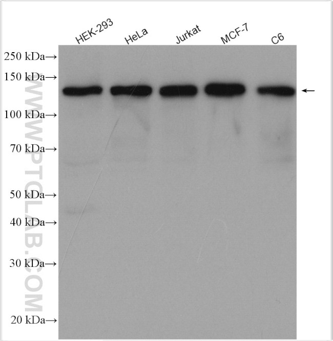 MYPT1 Antibody in Western Blot (WB)