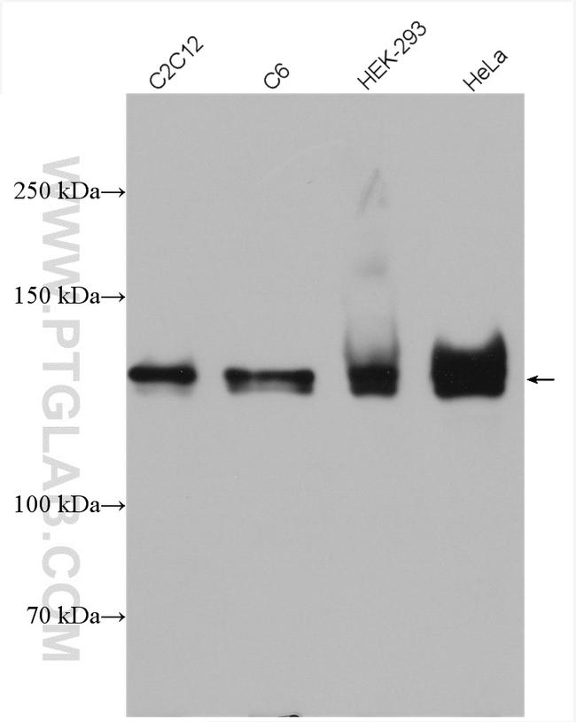 MYPT1 Antibody in Western Blot (WB)