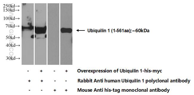 Ubiquilin 1 Antibody in Western Blot (WB)