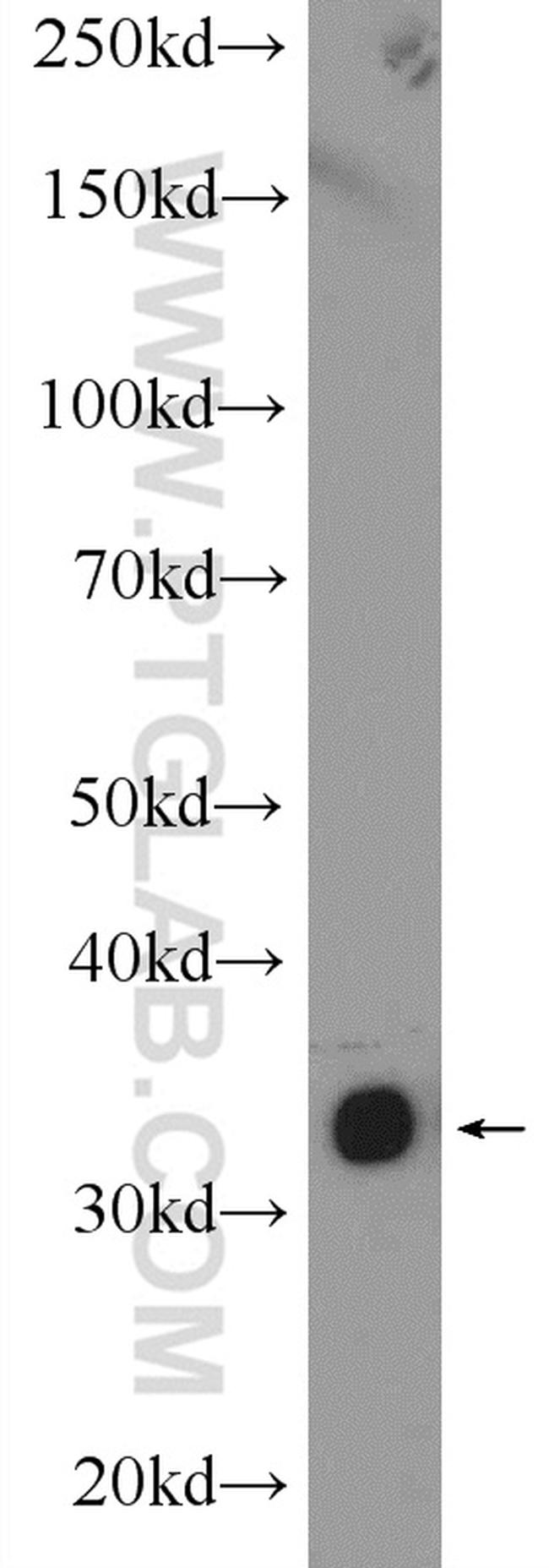 ARAF Antibody in Western Blot (WB)