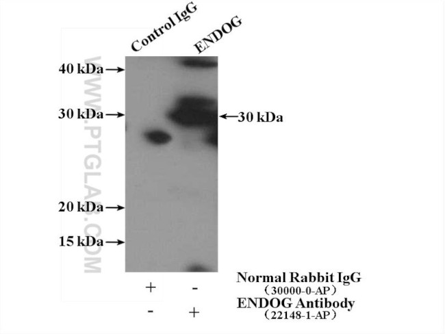 ENDOG Antibody in Immunoprecipitation (IP)