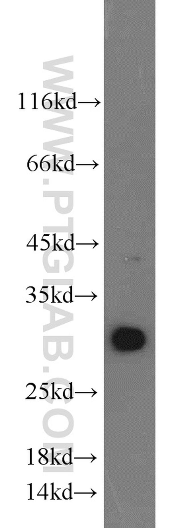 ENDOG Antibody in Western Blot (WB)