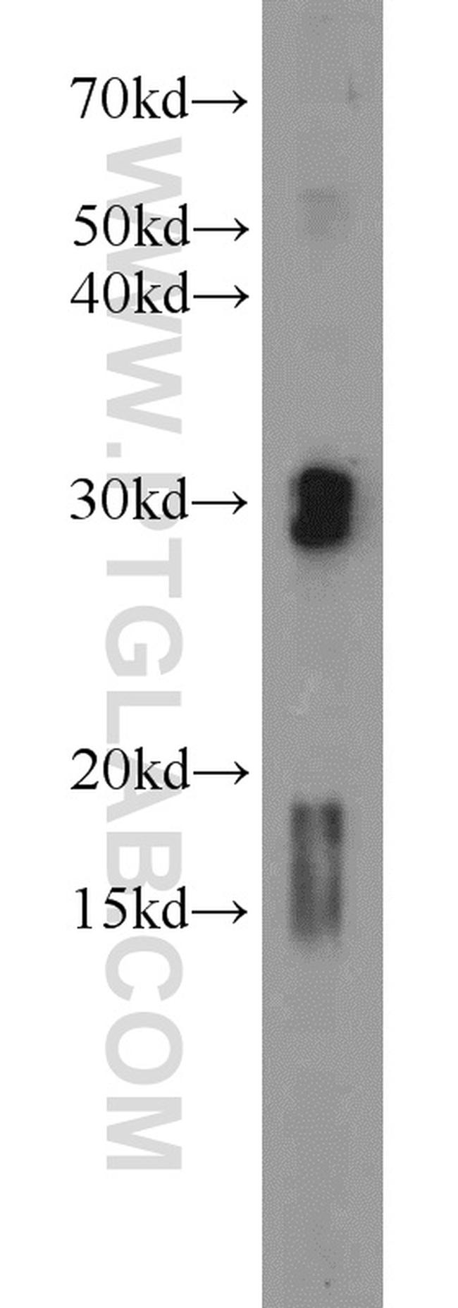 ENDOG Antibody in Western Blot (WB)