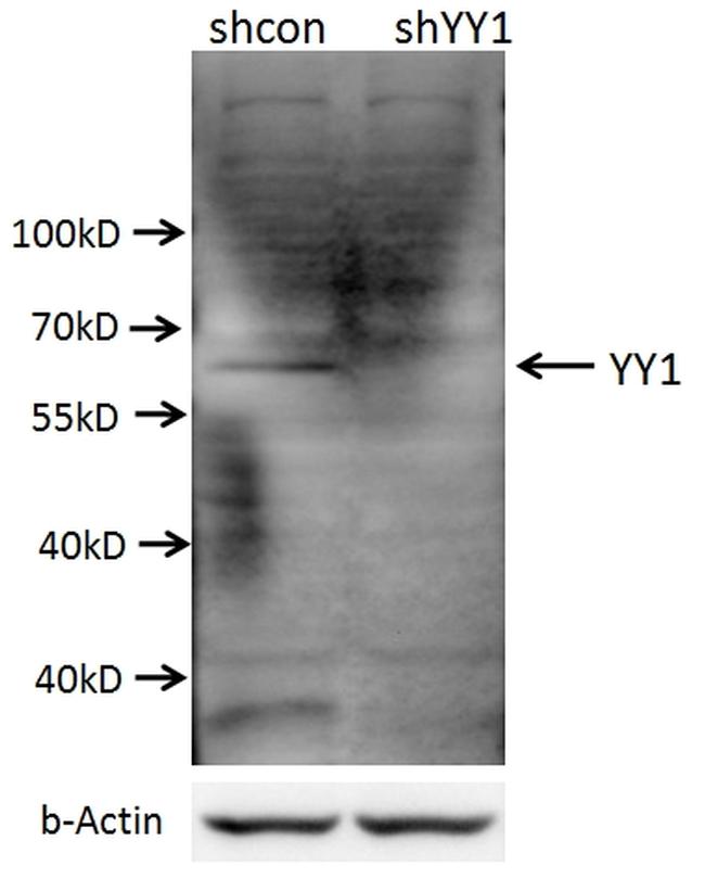 YY1 Antibody in Western Blot (WB)