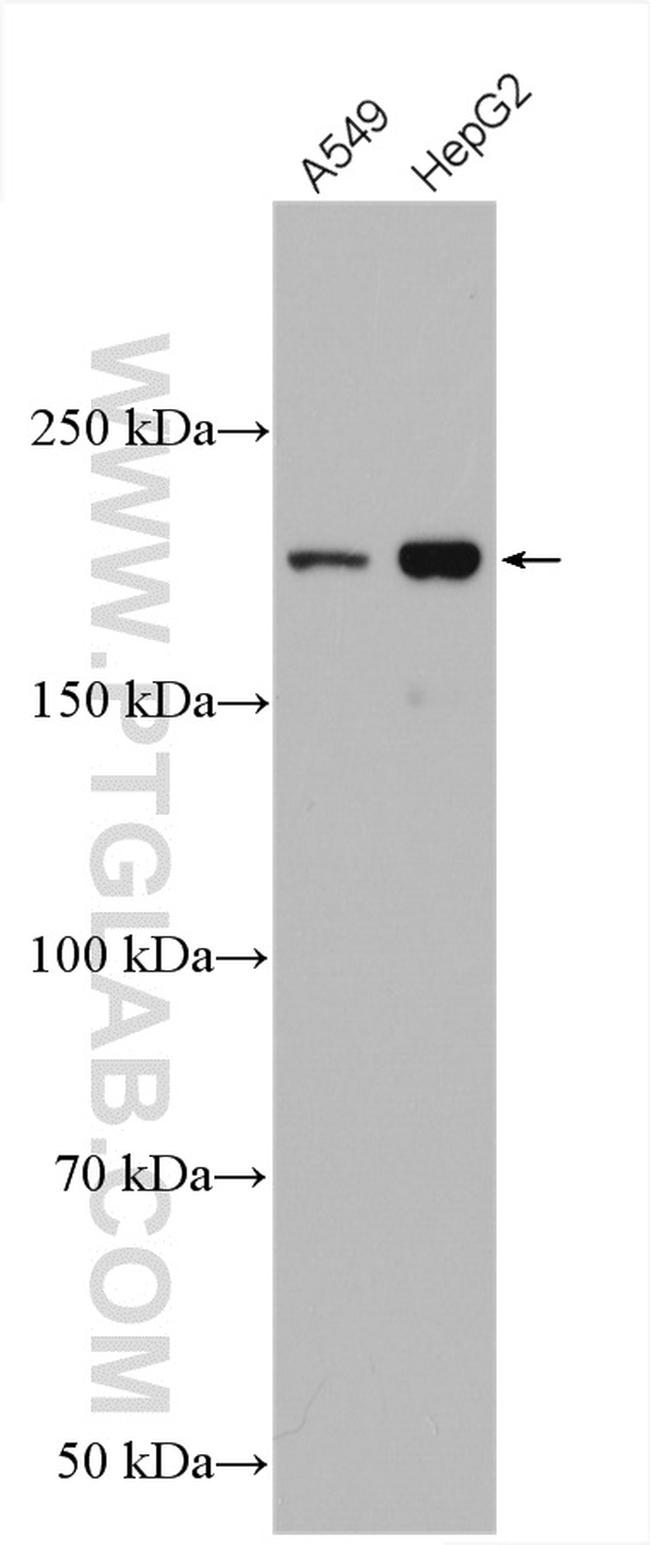 IQGAP1 Antibody in Western Blot (WB)