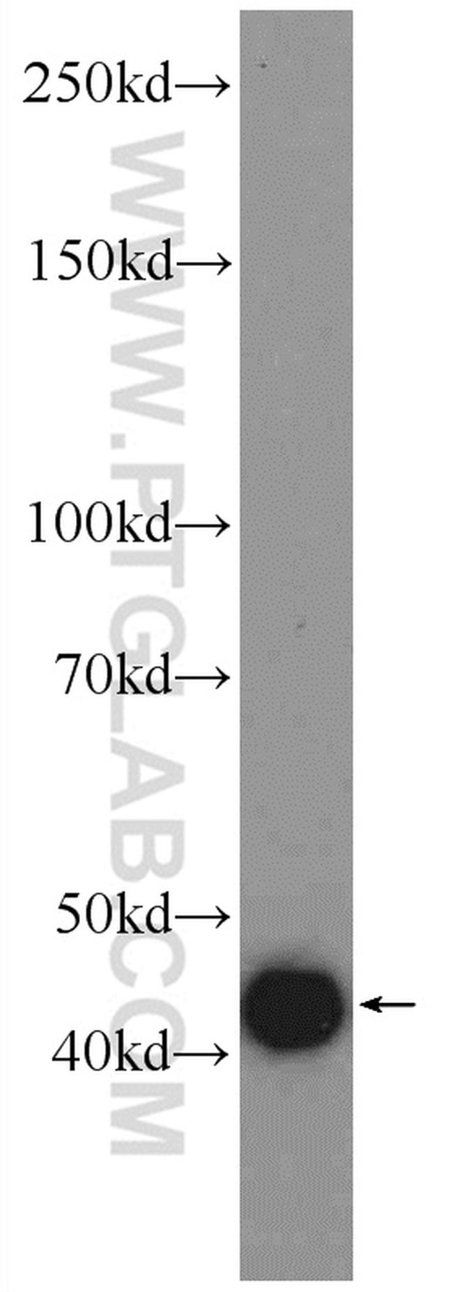 BMP3 Antibody in Western Blot (WB)