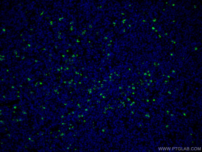 MPO Antibody in Immunohistochemistry (PFA fixed) (IHC (PFA))