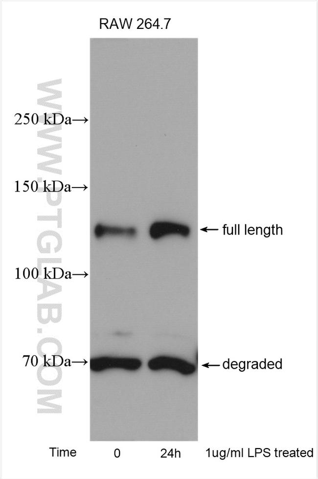 NOS2 Antibody in Western Blot (WB)