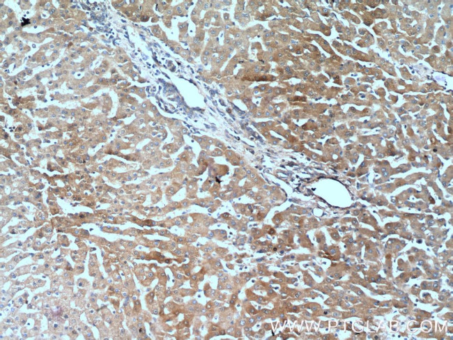 Polycystin 1 Antibody in Immunohistochemistry (Paraffin) (IHC (P))