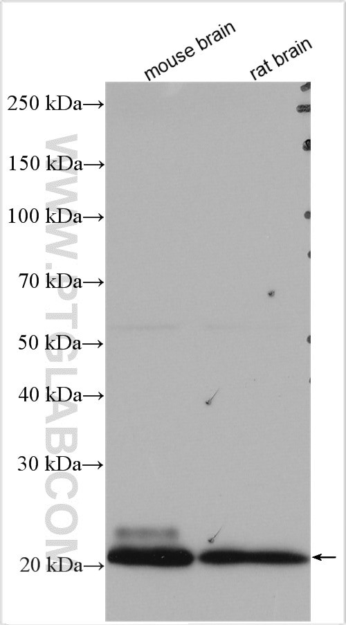 VAMP7/TI-VAMP Antibody in Western Blot (WB)