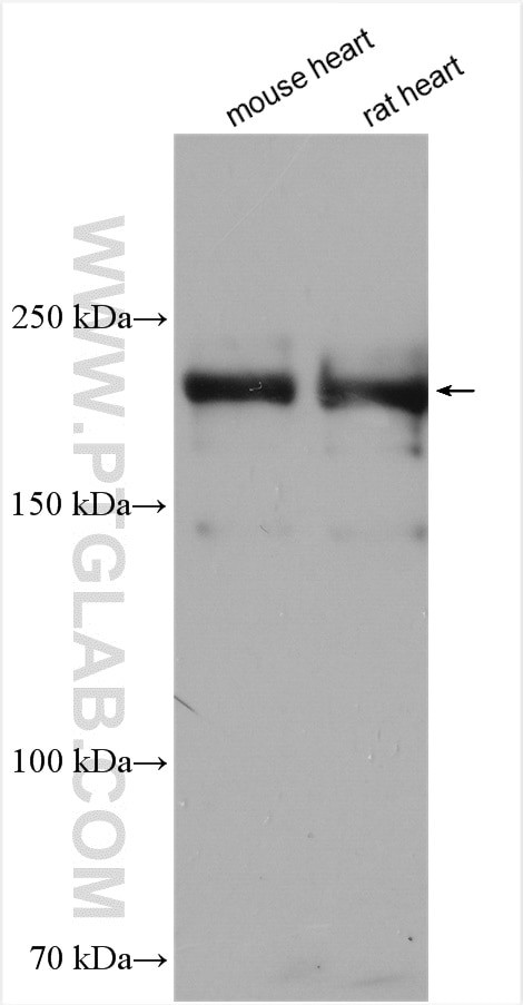 MYH6 Antibody in Western Blot (WB)