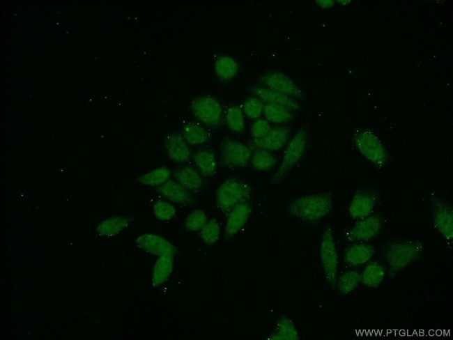 USF1 Antibody in Immunocytochemistry (ICC/IF)