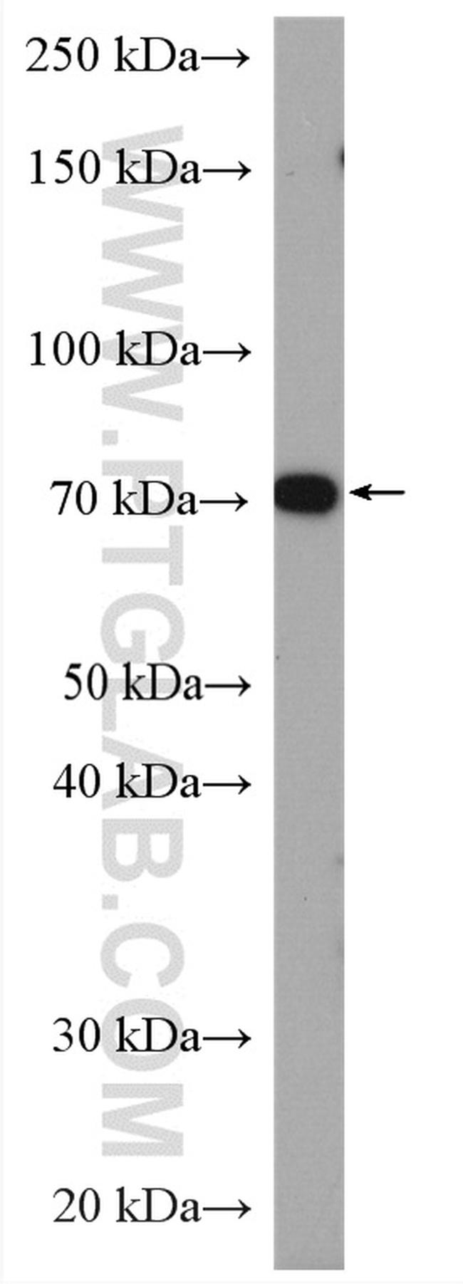 ATP1B2 Antibody in Western Blot (WB)