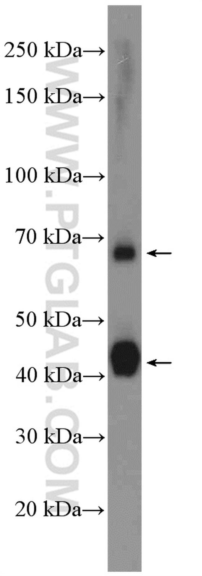 ATP1B2 Antibody in Western Blot (WB)