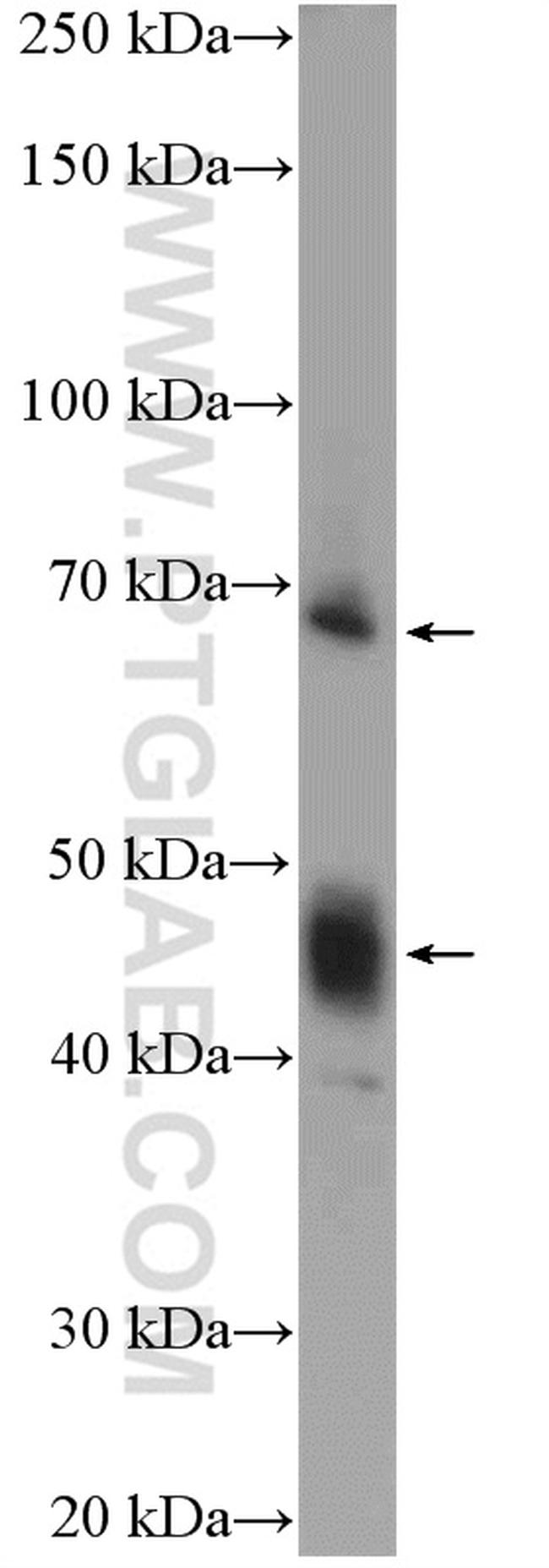 ATP1B2 Antibody in Western Blot (WB)