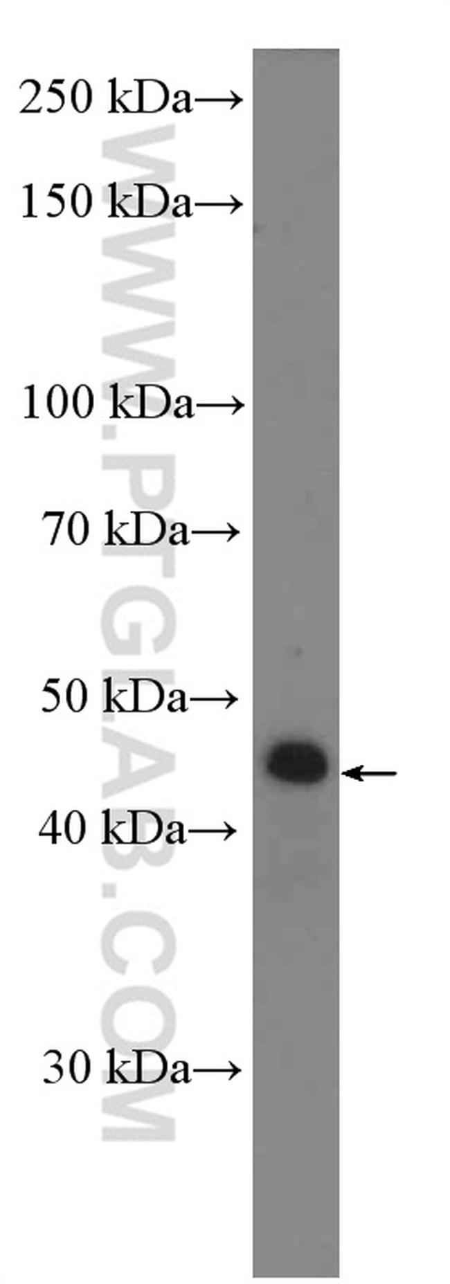 L-VEGFA Antibody in Western Blot (WB)