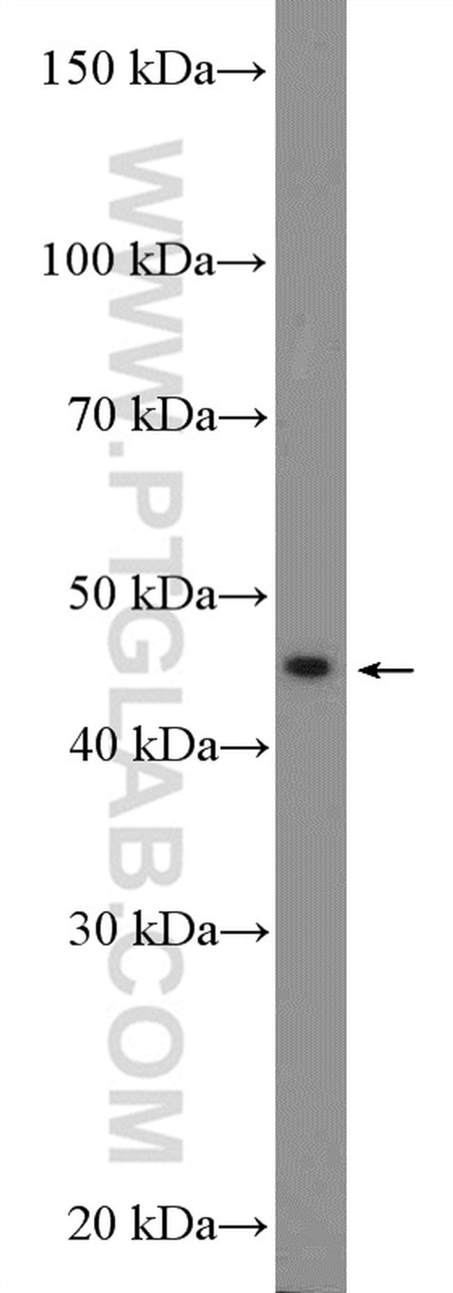 L-VEGFA Antibody in Western Blot (WB)