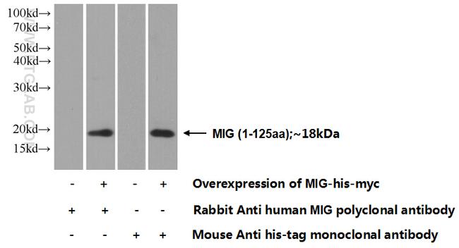 MIG Antibody in Western Blot (WB)