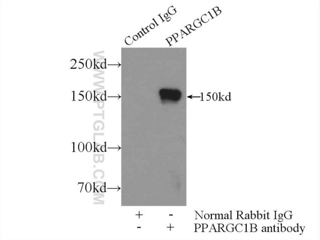PPARGC1B Antibody in Immunoprecipitation (IP)