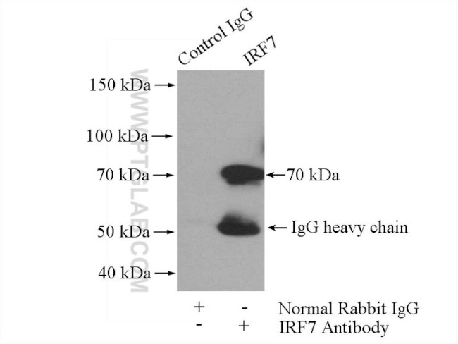 IRF7 Antibody in Immunoprecipitation (IP)