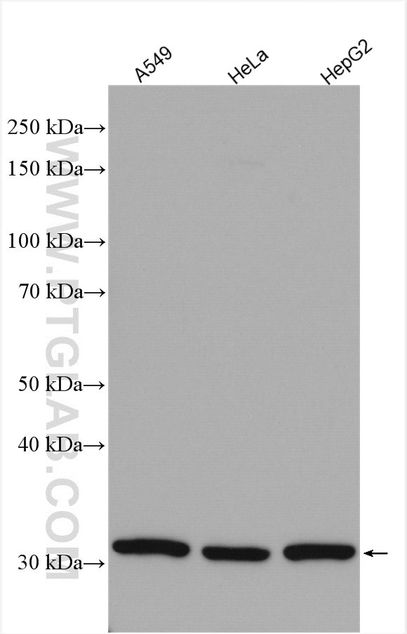 Syntenin-1 Antibody in Western Blot (WB)