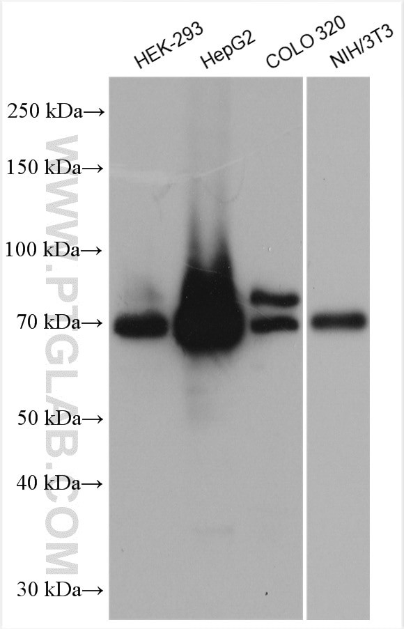 ACSL4/FACL4 Antibody in Western Blot (WB)