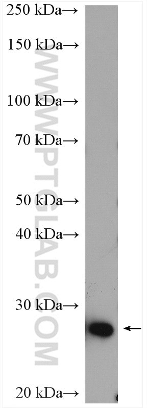 SIKE1 Antibody in Western Blot (WB)