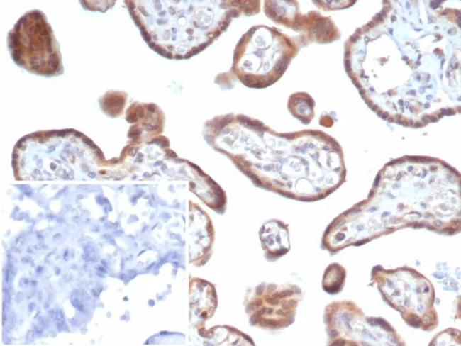 bFGF/FGF2 Antibody in Immunohistochemistry (Paraffin) (IHC (P))