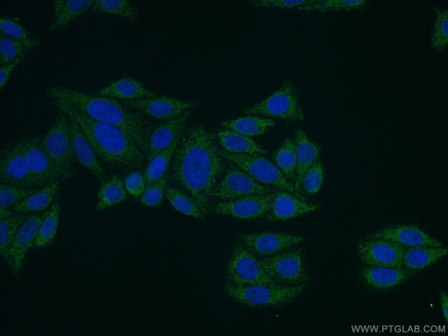 FOXA2 Antibody in Immunocytochemistry (ICC/IF)