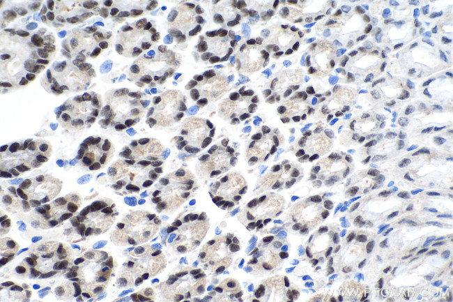 FOXA2 Antibody in Immunohistochemistry (Paraffin) (IHC (P))