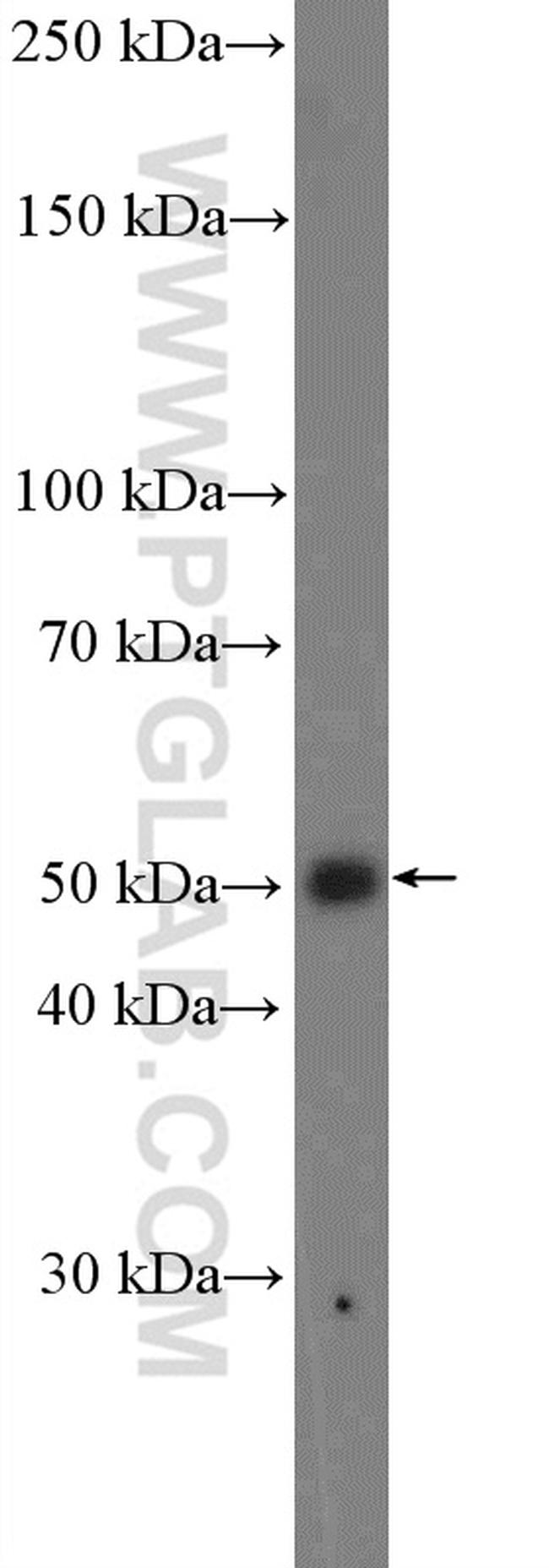 FOXA2 Antibody in Western Blot (WB)