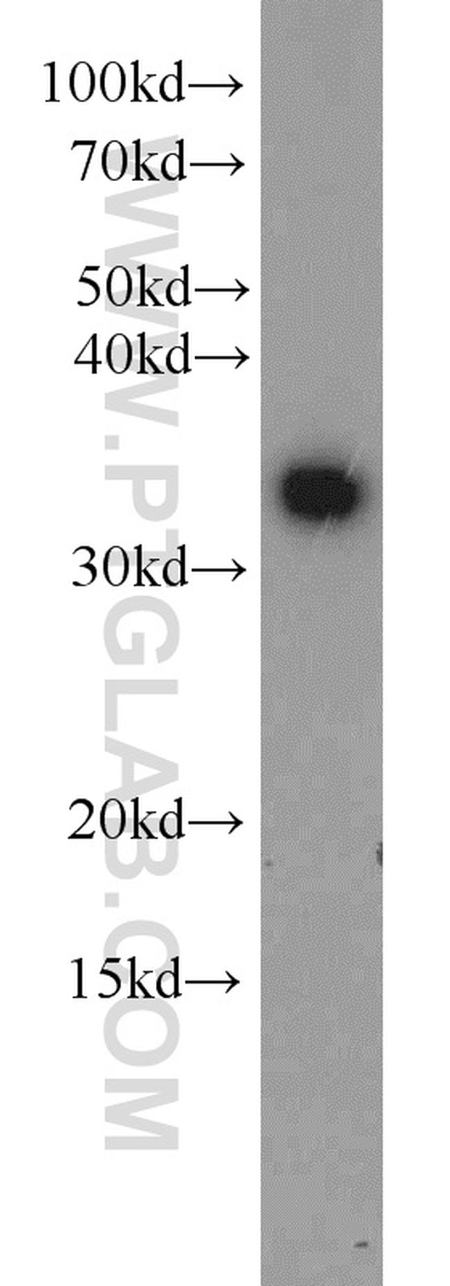 WDR61 Antibody in Western Blot (WB)