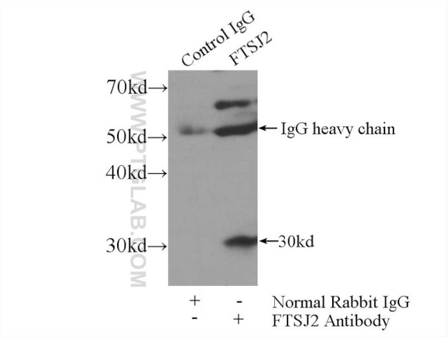 FTSJ2 Antibody in Immunoprecipitation (IP)