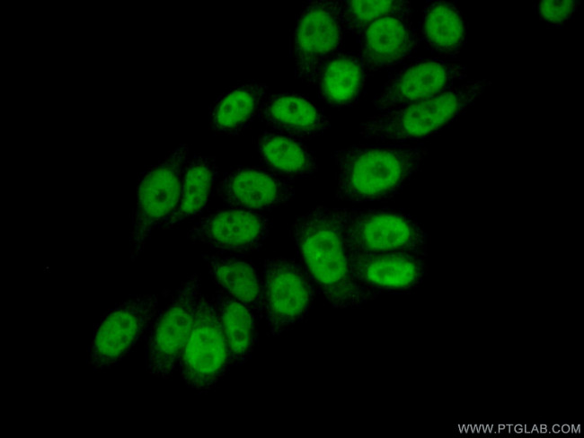 ELF1 Antibody in Immunocytochemistry (ICC/IF)