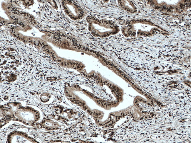 ELF1 Antibody in Immunohistochemistry (Paraffin) (IHC (P))