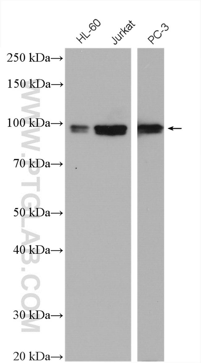 ELF1 Antibody in Western Blot (WB)