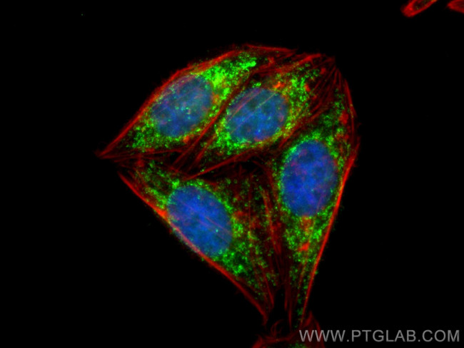 TFAM Antibody in Immunocytochemistry (ICC/IF)