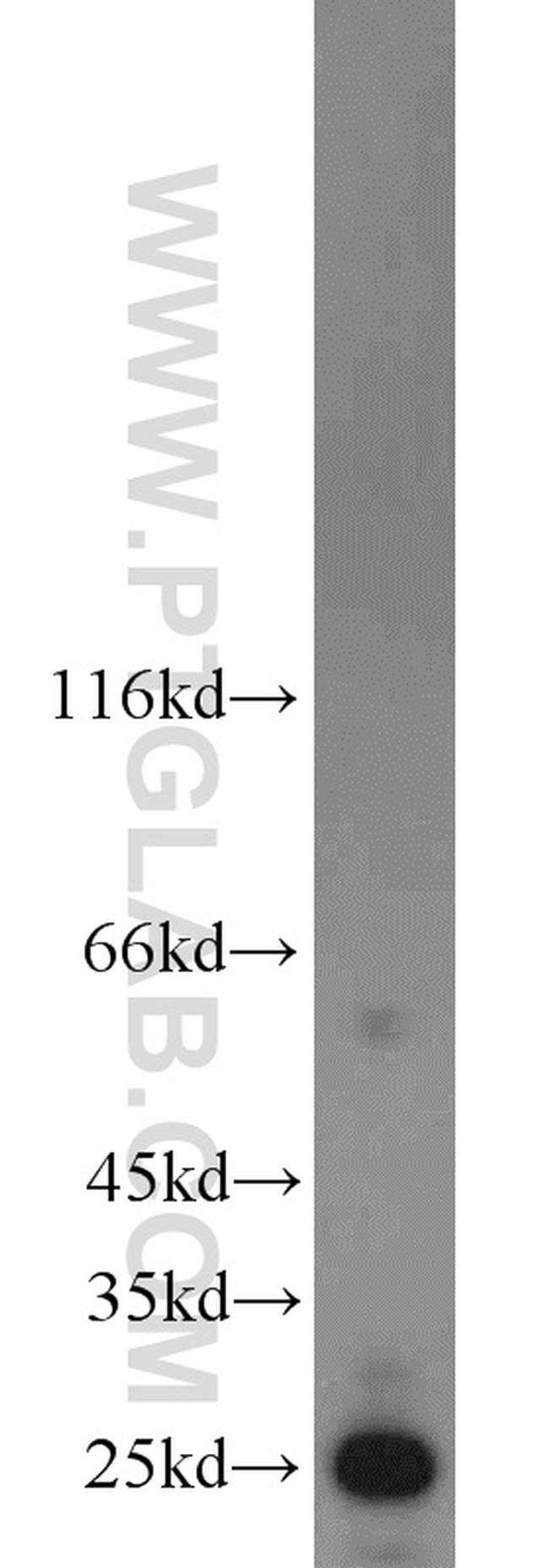 TFAM Antibody in Western Blot (WB)