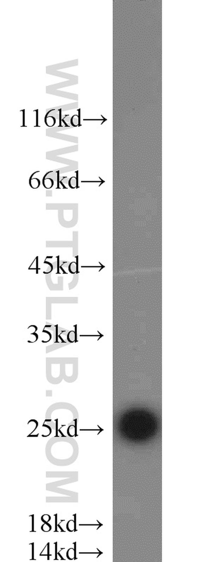 TFAM Antibody in Western Blot (WB)