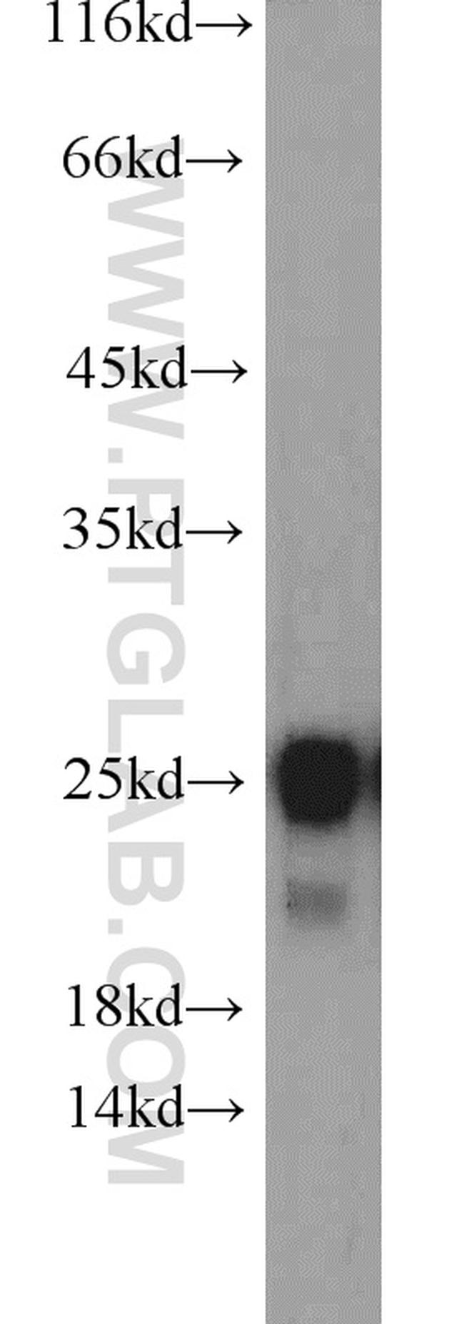 TFAM Antibody in Western Blot (WB)