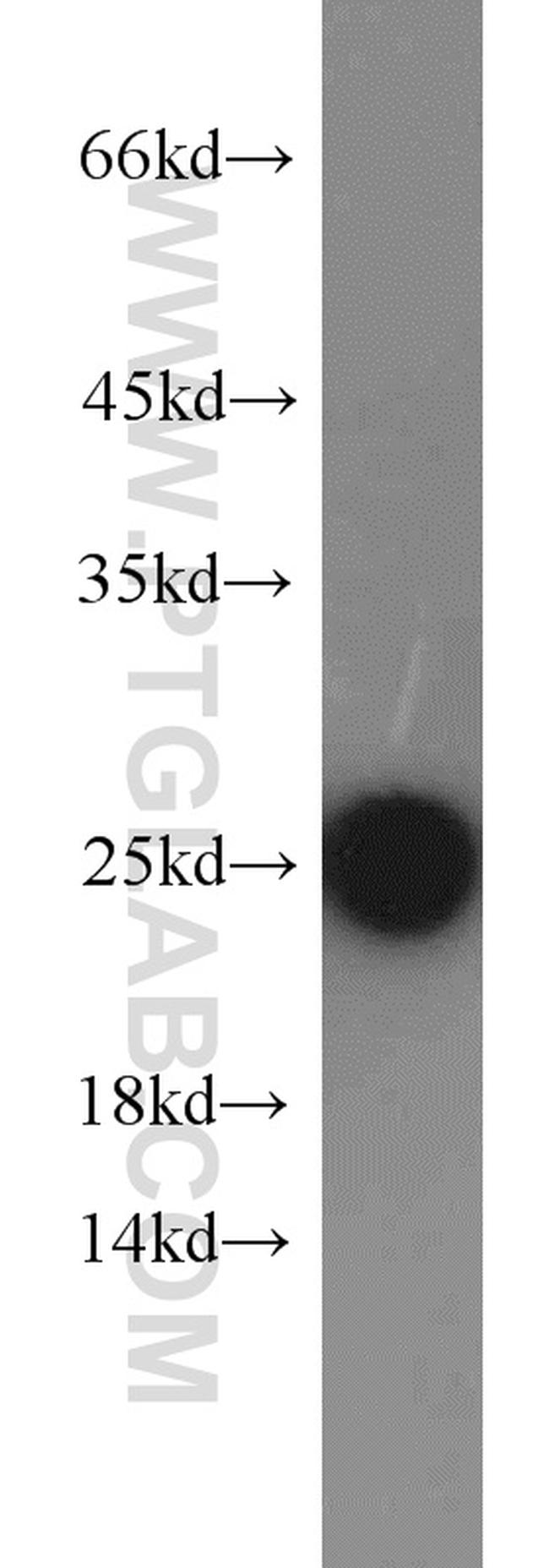 TFAM Antibody in Western Blot (WB)