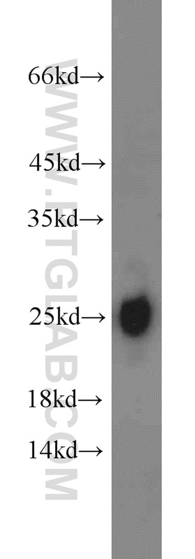 TFAM Antibody in Western Blot (WB)