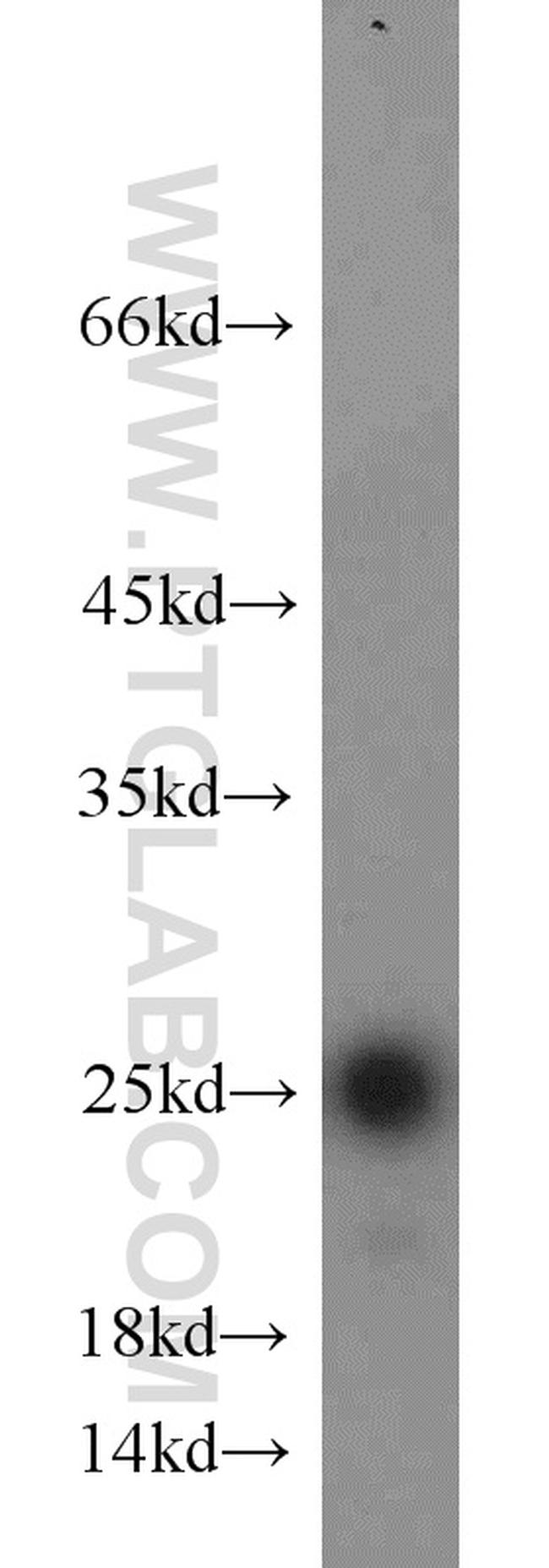 TFAM Antibody in Western Blot (WB)