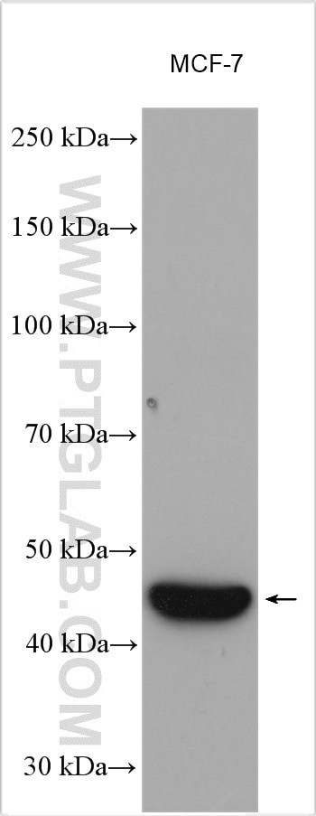 VEGFC Antibody in Western Blot (WB)