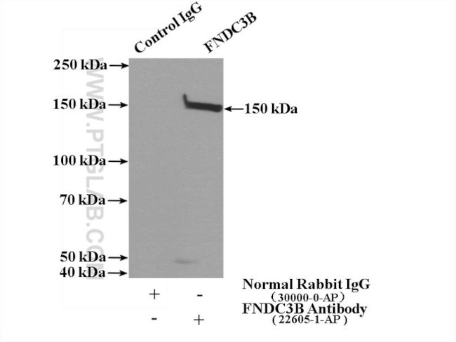 FNDC3B Antibody in Immunoprecipitation (IP)