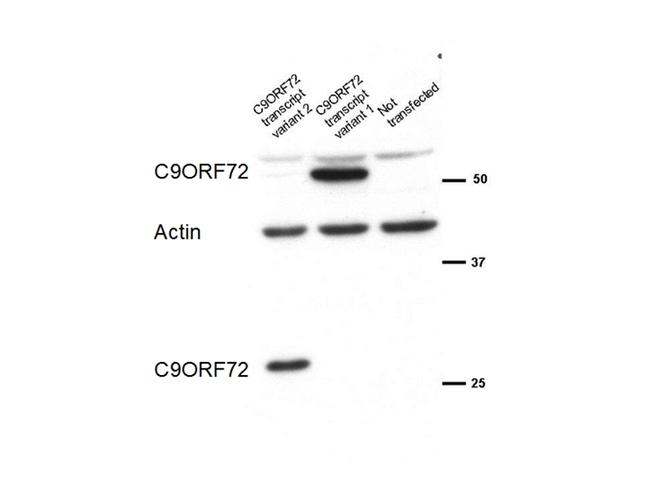 C9orf72 Antibody in Western Blot (WB)