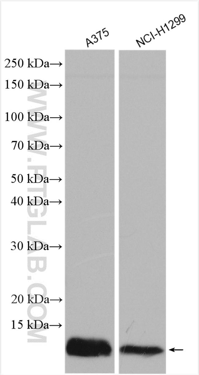 ATOX1 Antibody in Western Blot (WB)