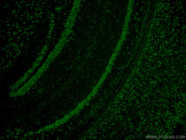 A2BP1 Antibody in Immunohistochemistry (PFA fixed) (IHC (PFA))